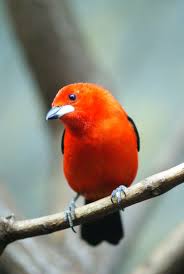 Attēlu rezultāti vaicājumam “Passeriformes”