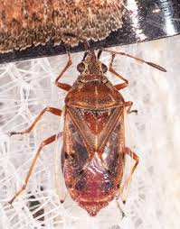 Attēlu rezultāti vaicājumam “Kleidocerys resedae imago”