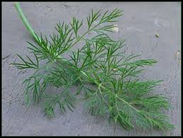 Attēlu rezultāti vaicājumam “Anethum graveolens”