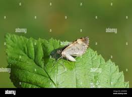 Attēlu rezultāti vaicājumam “Dysstroma truncata”