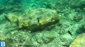 Image result for Hyporthodus quernus