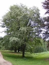 Attēlu rezultāti vaicājumam “Sorbus aria”