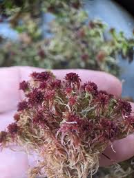 Attēlu rezultāti vaicājumam “Sphagnum rubellum”