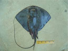 Image result for Pteroplatytrygon violacea