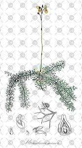 Attēlu rezultāti vaicājumam “Utricularia minor leaf”