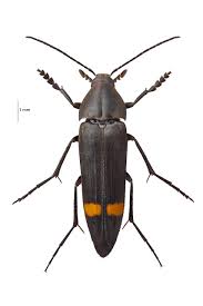 Attēlu rezultāti vaicājumam “Melandryidae”