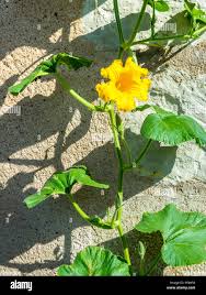 Attēlu rezultāti vaicājumam “Cucurbitaceae”