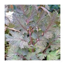 Attēlu rezultāti vaicājumam “Anthriscus sylvestris leaf”
