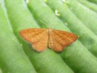 Attēlu rezultāti vaicājumam “Idaea serpentata”