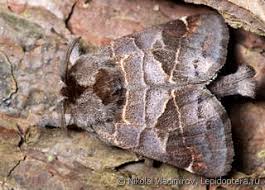 Attēlu rezultāti vaicājumam “Clostera pigra”