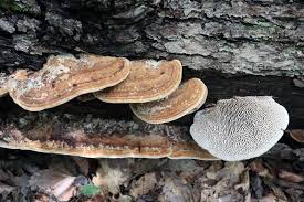 Attēlu rezultāti vaicājumam “Daedalea quercina”