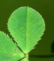 Attēlu rezultāti vaicājumam “Trifolium hybridum”