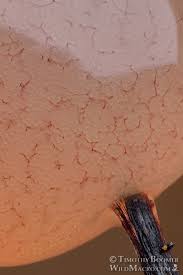 Attēlu rezultāti vaicājumam “Comatricha fragilis stalked”