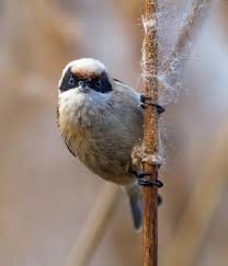 Image result for Remiz pendulinus