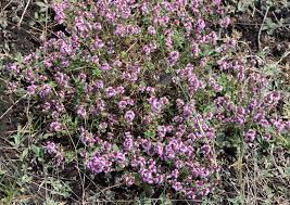 Attēlu rezultāti vaicājumam “Bayeriola thymicola”