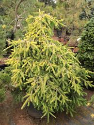 Attēlu rezultāti vaicājumam “Picea abies male flower”