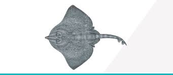 Image result for Rostroraja alba