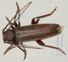 Attēlu rezultāti vaicājumam “Criocephalus rusticus”