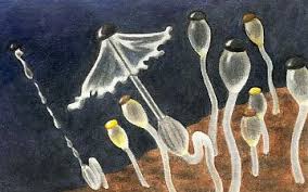 Attēlu rezultāti vaicājumam “Pilobolus crystallinus”