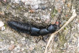 Billedresultat for rovbille