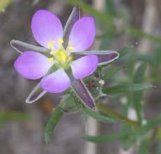 Attēlu rezultāti vaicājumam “Spergularia rubra”