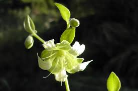 Attēlu rezultāti vaicājumam “Silene baccifera”