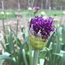 Attēlu rezultāti vaicājumam “Allium holandicum bud”