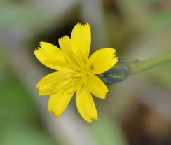 Image result for Agoseris major