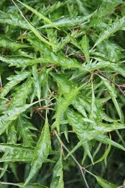 Attēlu rezultāti vaicājumam “Fagus sylvatica fo. laciniata bud”