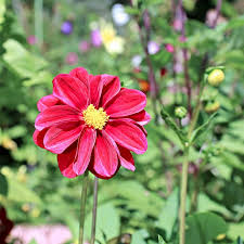 Image result for Zinnia elegans