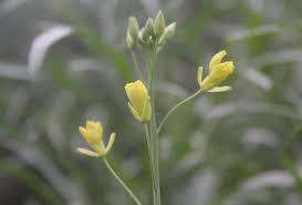 Attēlu rezultāti vaicājumam “Diplotaxis tenuifolia bud”