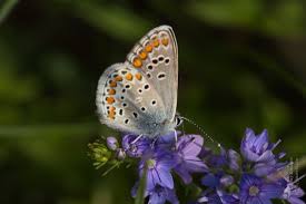 Attēlu rezultāti vaicājumam “Aricia artaxerxes  female”