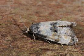 Attēlu rezultāti vaicājumam “Cochylis dubitana”