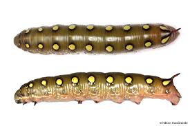Attēlu rezultāti vaicājumam “Hyles gallii larva”