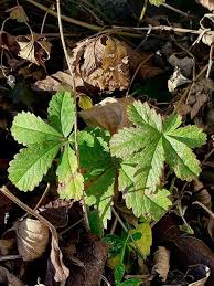 Attēlu rezultāti vaicājumam “Potentilla reptans”