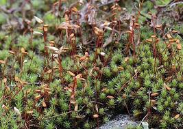 Attēlu rezultāti vaicājumam “Polytrichales”