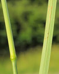 Attēlu rezultāti vaicājumam “Calamagrostis epigeios”