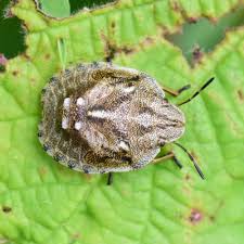 Attēlu rezultāti vaicājumam “Eurygaster testudinaria nymph”