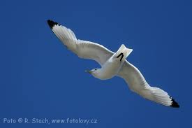 Attēlu rezultāti vaicājumam “Rissa tridactyla”