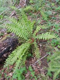 Attēlu rezultāti vaicājumam “Polystichum braunii”