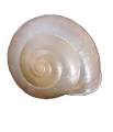File:Bradybaena similaris shell.jpg - Wikipedia, the free encyclopedia