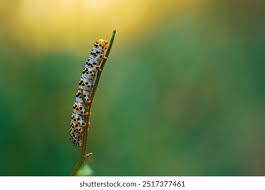 Attēlu rezultāti vaicājumam “Shargacucullia scrophulariae larva”
