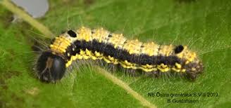 Attēlu rezultāti vaicājumam “Clostera pigra”