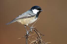 Attēlu rezultāti vaicājumam “Periparus ater adult”