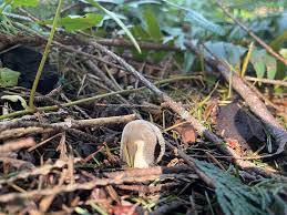 Attēlu rezultāti vaicājumam “Helvella macropus”