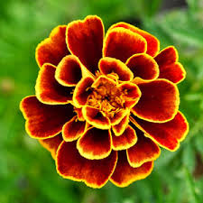 Attēlu rezultāti vaicājumam “Tagetes flower”
