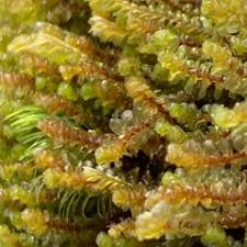 Attēlu rezultāti vaicājumam “Scapania apiculata”