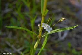 Attēlu rezultāti vaicājumam “Veronica scutellata”