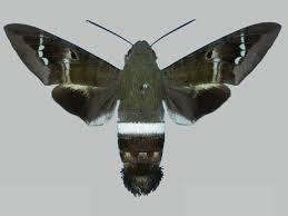 Attēlu rezultāti vaicājumam “Laothoe populi imago”