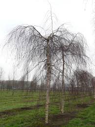 Attēlu rezultāti vaicājumam “Betula pendula Youngii”